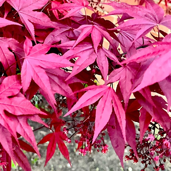 Meet your Posher, Anne - Picture 1 of 1